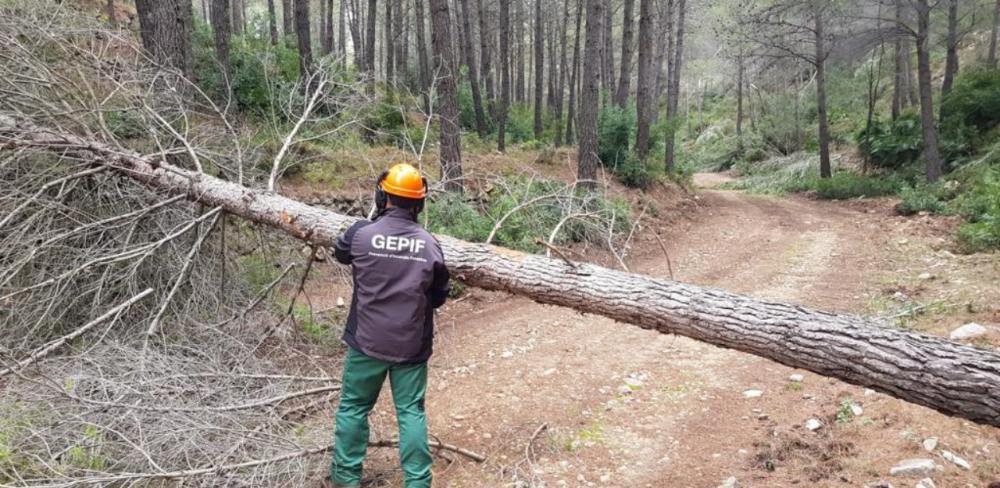 Aquesta xarxa de parcel·les (8x8CAT) és una eina fonamental per detectar l’aparició de problemes fitosanitaris i per fer un seguiment de l’evolució dels boscos de Catalunya