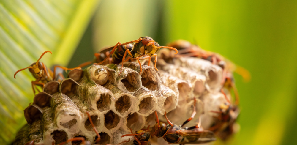 Un exemplar de vespa velutina, espècie invasora originària del sud-est asiàtic que s'alimenta d'abelles de mel