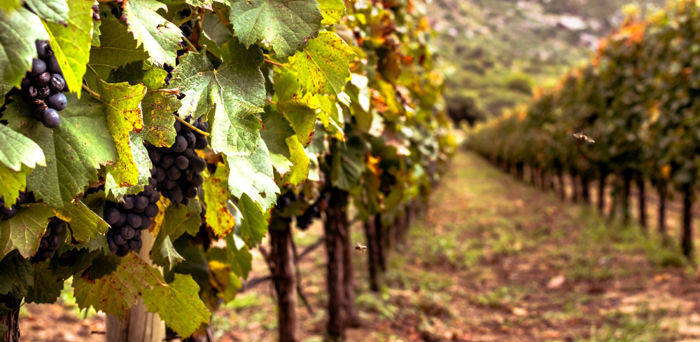 El certamen se celebra del 9 a l’11 de febrer al recinte Paris Expo Porte de Versailles